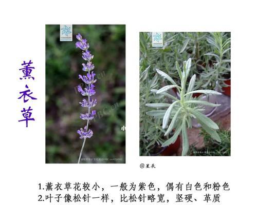 熏衣草的养殖技巧和注意事项有哪些？