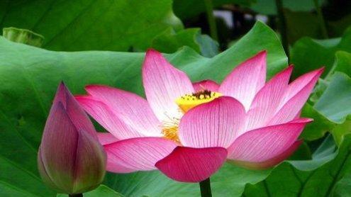 莲花属于什么科的植物？有哪些独特的特性？