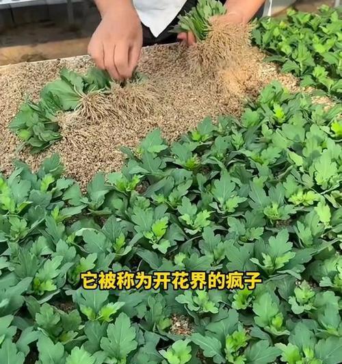 菊花施肥的最佳时间和方法是什么？