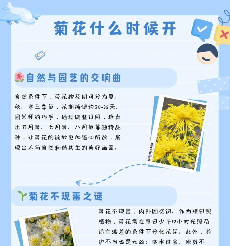 菊花施肥的最佳时间和方法是什么？