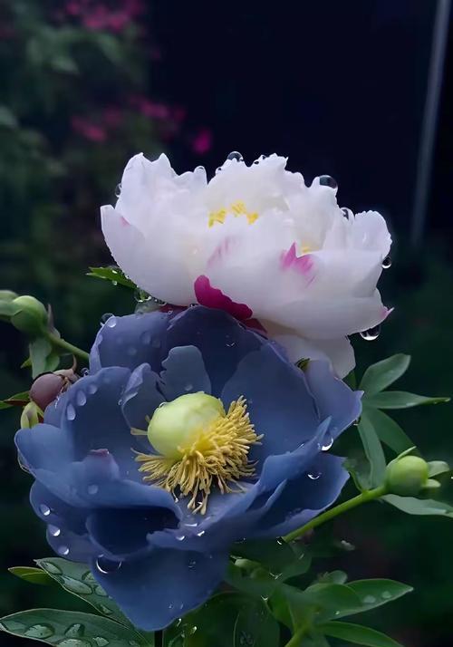 牡丹的养殖技巧有哪些？如何确保牡丹花开得鲜艳？