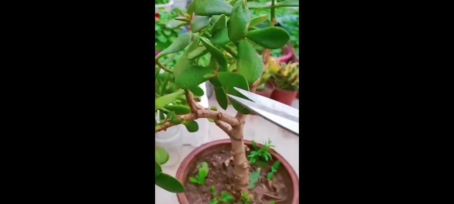 玉树怎么剪枝？剪枝后如何促进新枝生长？