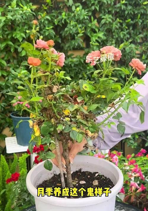 月季花出现病害如何处理？防治月季花病害的有效方法是什么？
