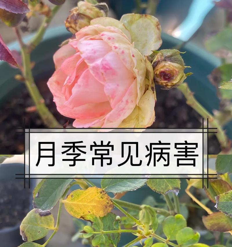 月季花出现病害如何处理？防治月季花病害的有效方法是什么？