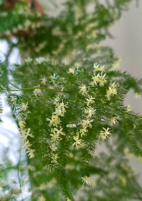 文竹开花罕见吗？开花后如何处理？