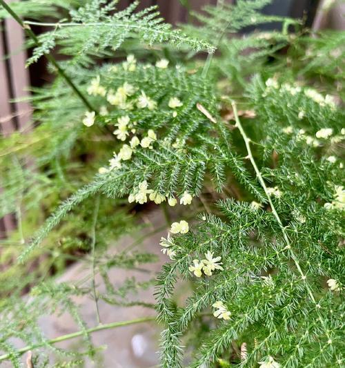 文竹开花罕见吗？开花后如何处理？