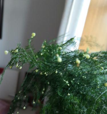文竹开花罕见吗？开花后如何处理？