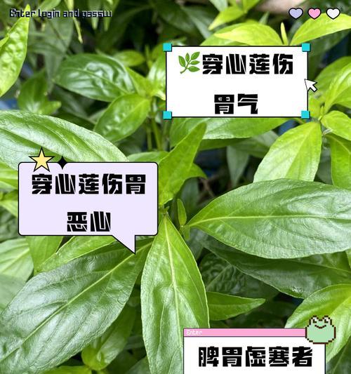 穿心莲的养殖方法是什么？需要注意哪些问题？