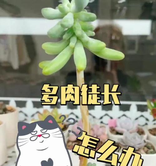 多肉植物徒长的处理方法是什么？如何防止？