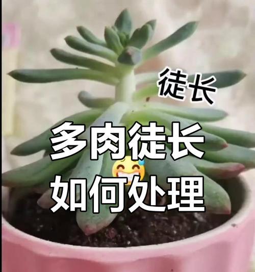 多肉植物徒长的处理方法是什么？如何防止？