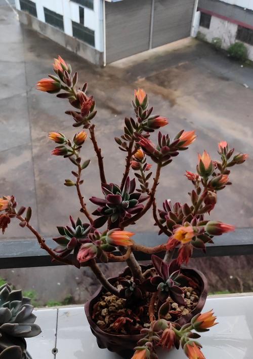 多肉植物徒长的处理方法是什么？如何防止？