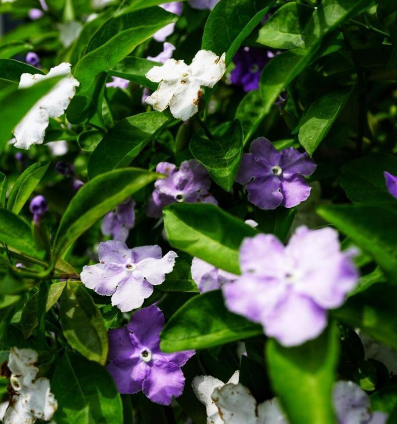 茉莉花常见的颜色有哪些？如何保持花朵颜色鲜艳？