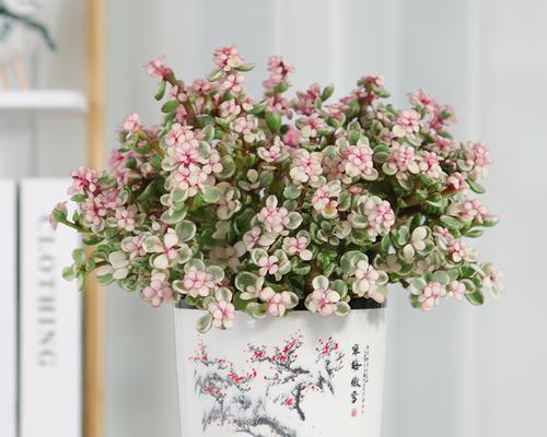 夏季都有什么花？如何选择适合夏季的花卉？