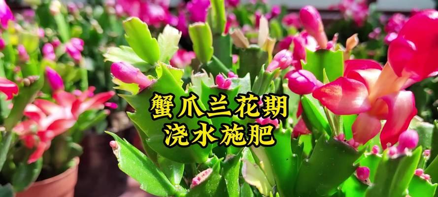 蟹爪兰浇水需要注意什么？多久浇一次水最合适？