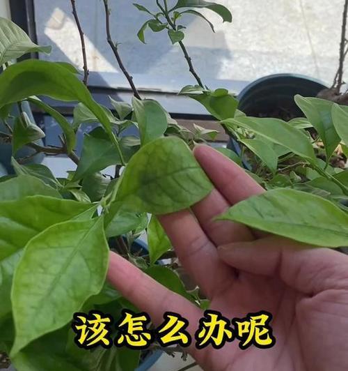 三角梅叶子发黄的解决方法是什么？如何预防？