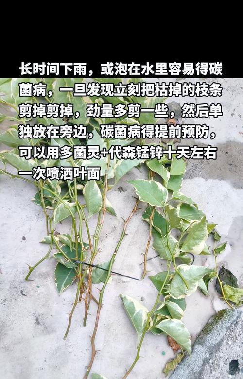 三角梅叶子发黄的解决方法是什么？如何预防？