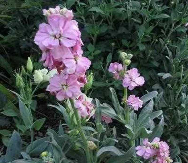 十字花科植物包括哪些种类？它们的养护要点是什么？