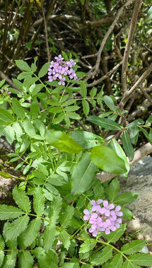 十字花科植物包括哪些种类？它们的养护要点是什么？