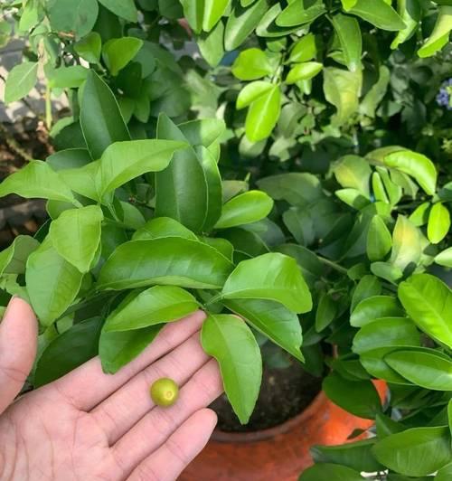 盆栽葡萄挂果数量有讲究吗？怎样才能保证果实品质？