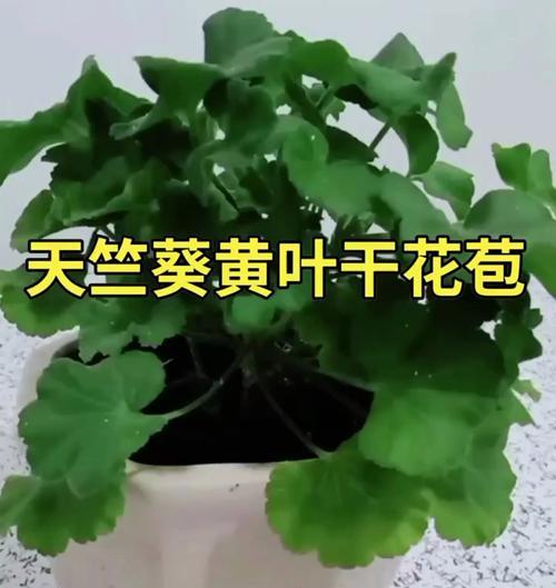 天竺葵黄叶怎么办？天竺葵黄叶的常见原因及处理方法？