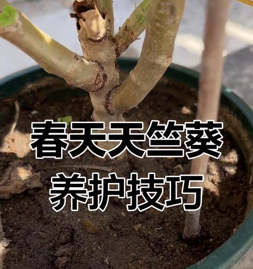 天竺葵黄叶怎么办？天竺葵黄叶的常见原因及处理方法？