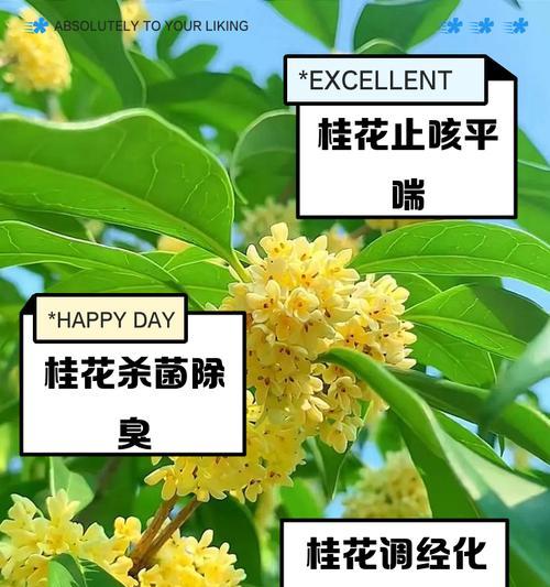 桂花什么时候施肥好？施肥的正确时间和方法是什么？