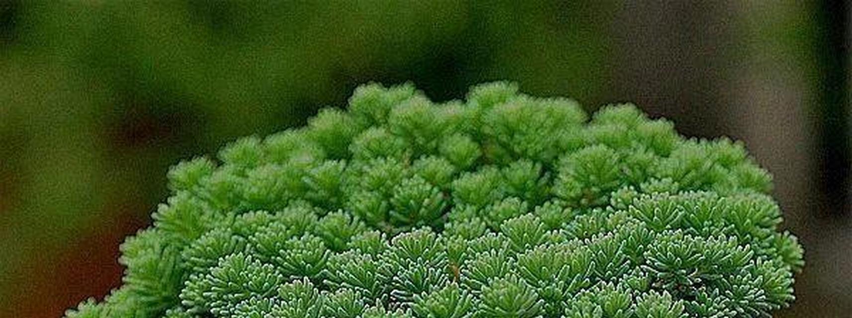哪些植物可以在无光照环境下生长？它们的特性是什么？