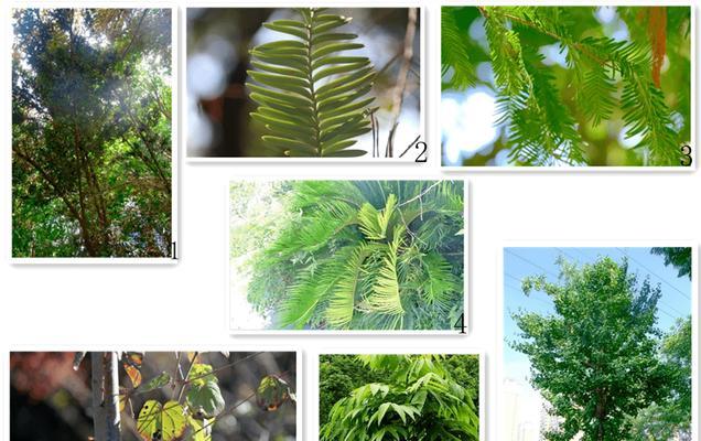 哪些植物可以在无光照环境下生长？它们的特性是什么？