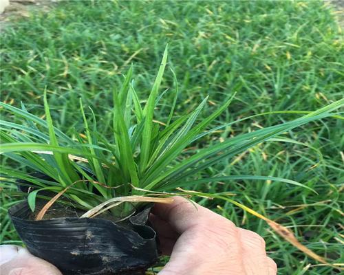 苔草盆栽的养护技巧是什么？如何保持其健康生长？