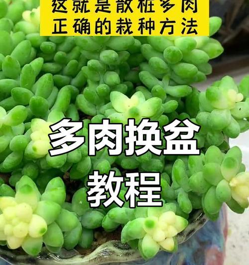 怎么给多肉换盆？换盆过程中应注意什么？