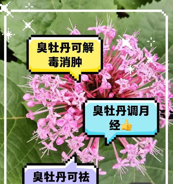 臭牡丹的药用价值和功效是什么？