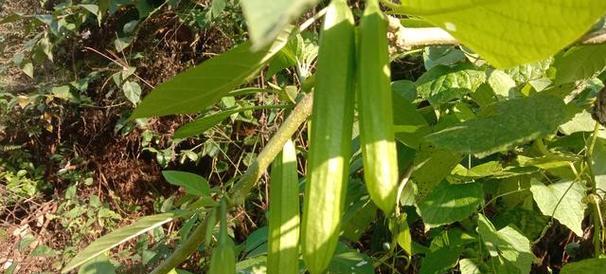 慢陀罗花的特性是什么？如何正确识别慢陀罗花？