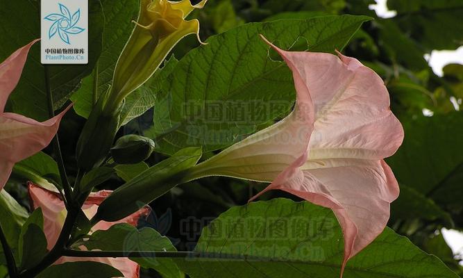 慢陀罗花的特性是什么？如何正确识别慢陀罗花？
