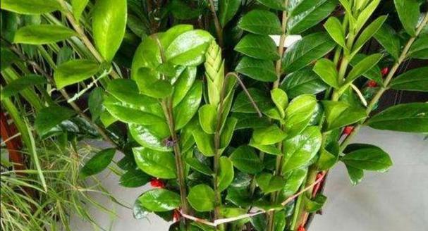 家庭适合养殖哪些花卉？