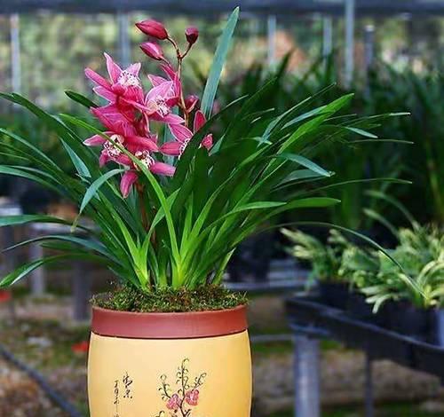 家庭适合养殖哪些花卉？