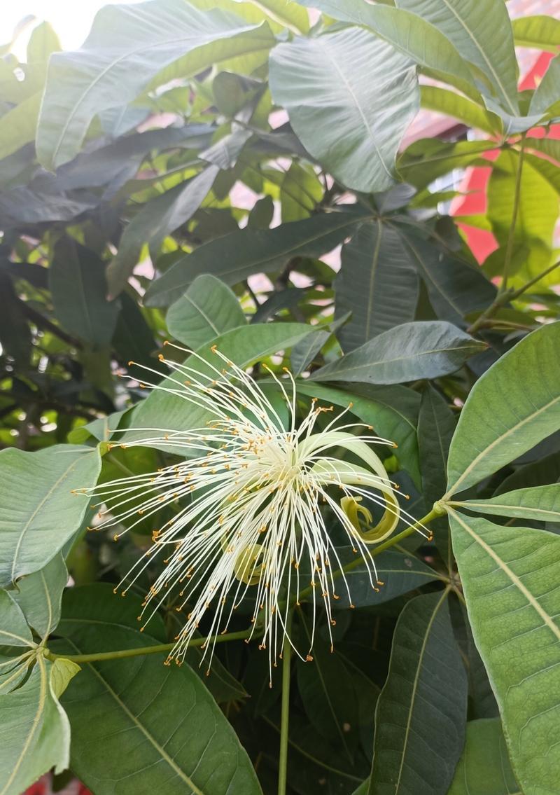 招财树开花的意义是什么？它对家居风水有何影响？