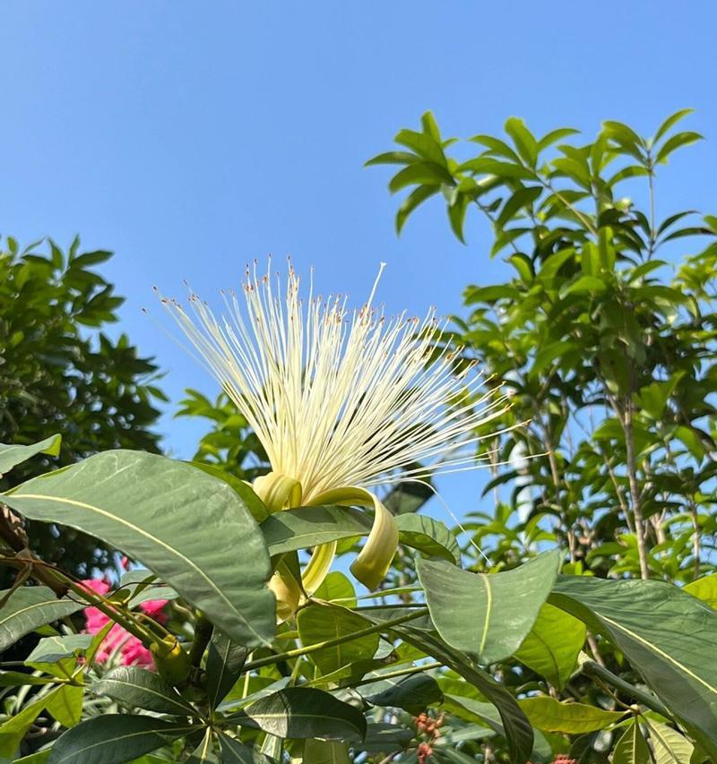 招财树开花的意义是什么？它对家居风水有何影响？