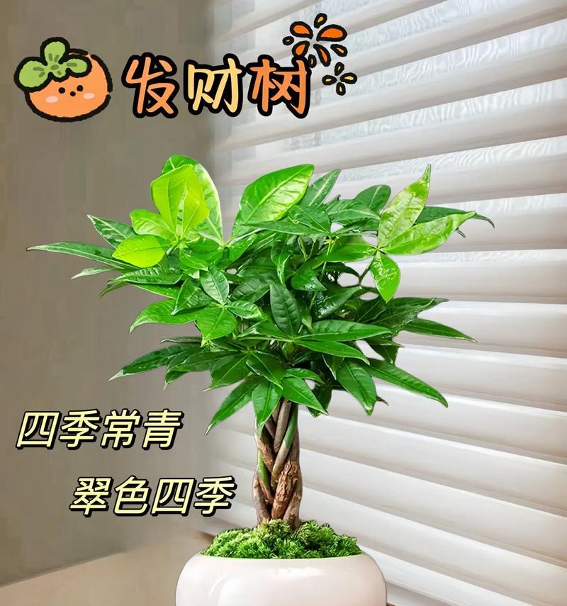 招财树开花的意义是什么？它对家居风水有何影响？