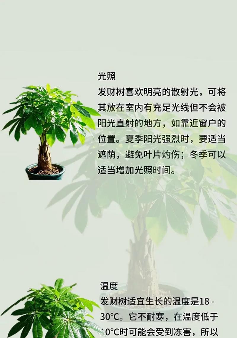 家养发财树冬季养护的要点是什么？