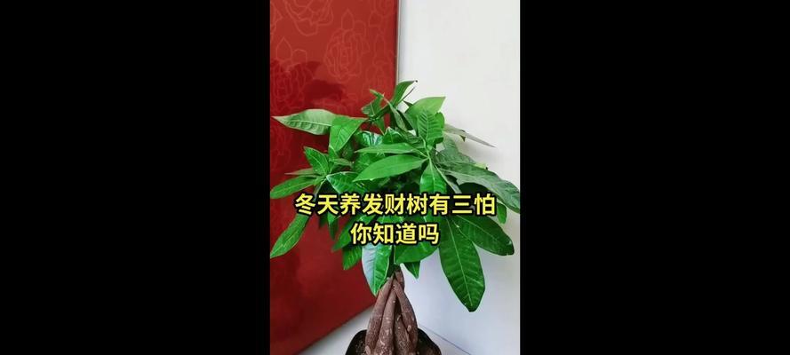 家养发财树冬季养护的要点是什么？
