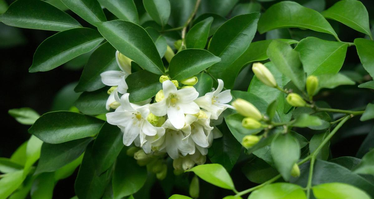 九里香的植物特性有哪些？