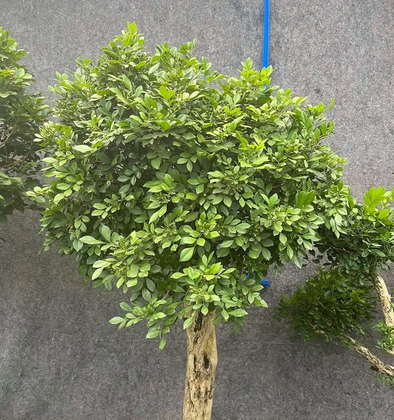 九里香的植物特性有哪些？