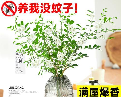 九里香的植物特性有哪些？