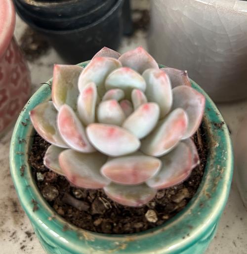 多肉晾根后种植方法是什么？如何确保成活？