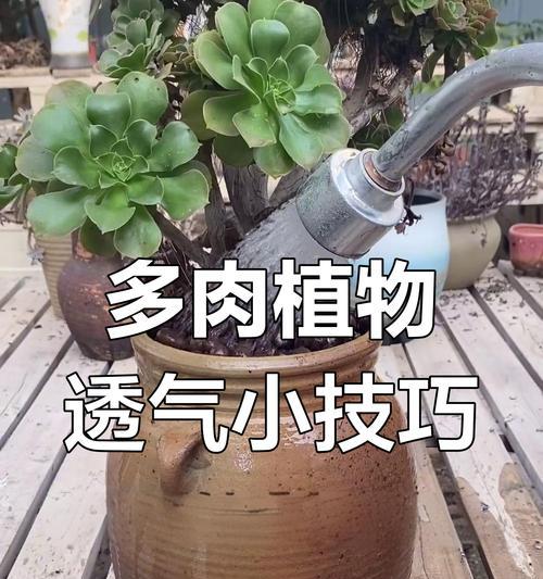 多肉晾根后种植方法是什么？如何确保成活？