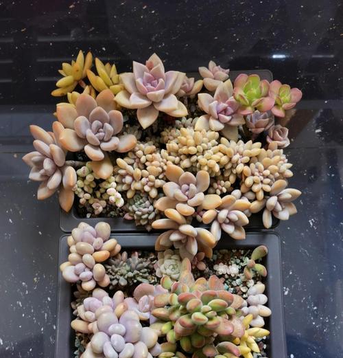 多肉晾根后种植方法是什么？如何确保成活？