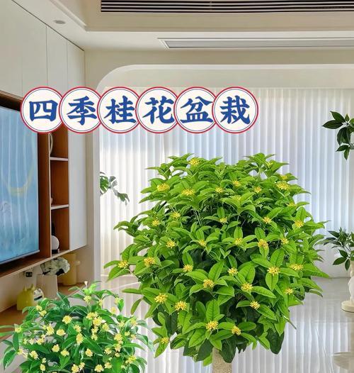 桂花通常在哪个季节盛开？如何延长花期？