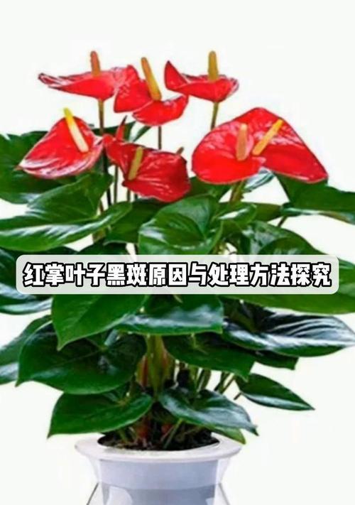 红掌叶子不红的可能原因有哪些？