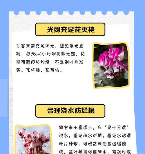 仙客来的养殖方法有哪些？