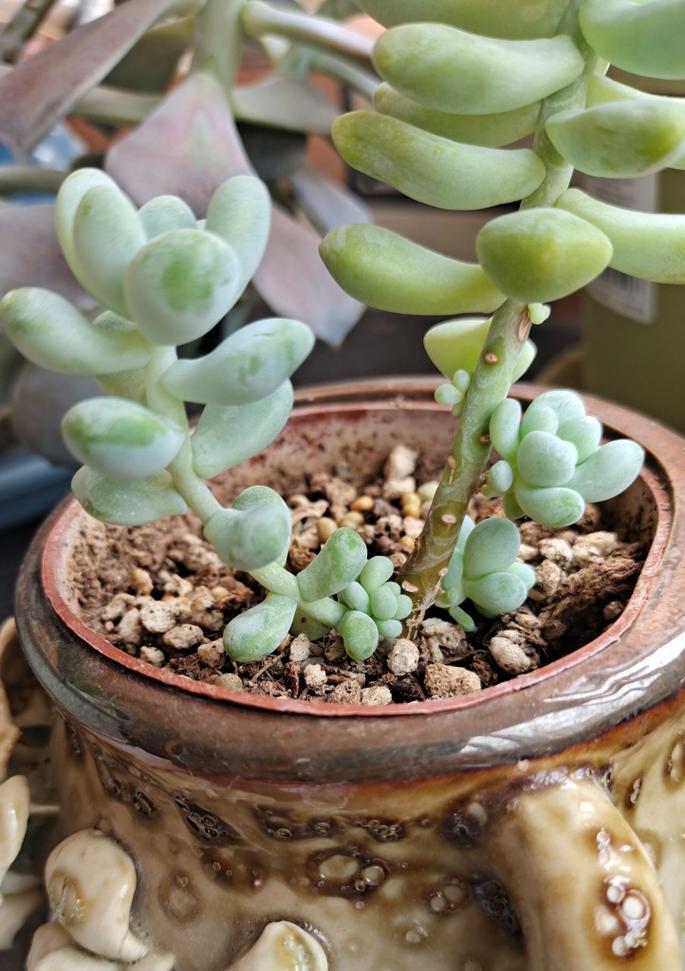 多肉怎么繁殖？多肉植物繁殖的简单方法和技巧有哪些？